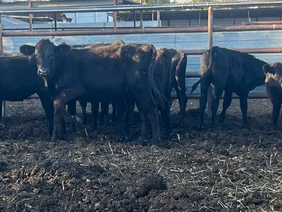 cattle listing photo