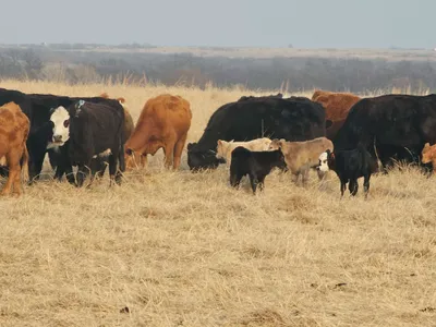 cattle listing photo