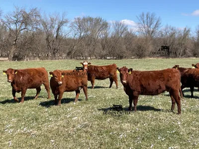 cattle listing photo