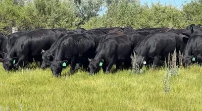 cattle listing photo