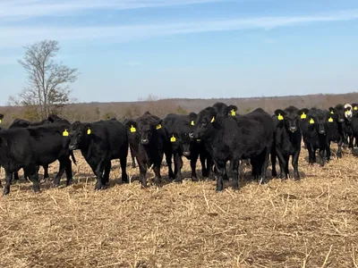 cattle listing photo