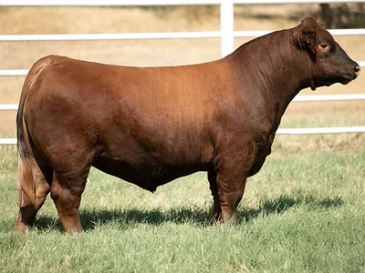 cattle listing photo