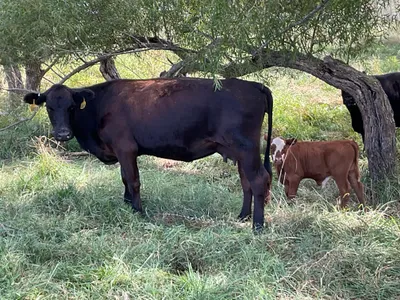 cattle listing photo