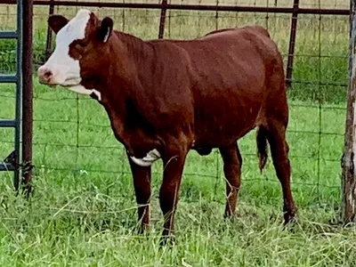 cattle listing photo