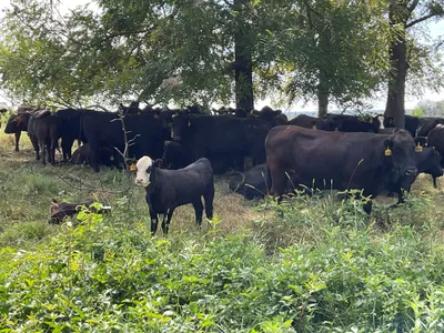 cattle listing photo