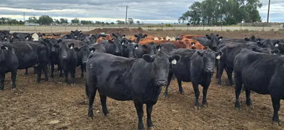 cattle listing photo