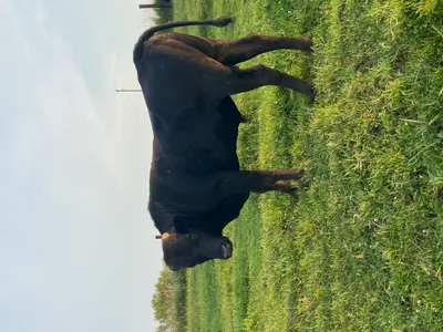 cattle listing photo