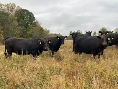 cattle listing photo