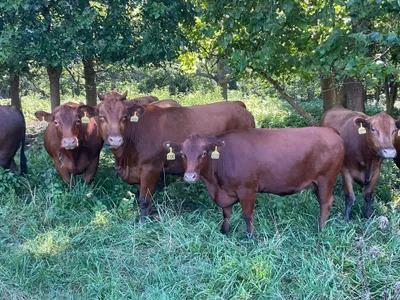 cattle listing photo