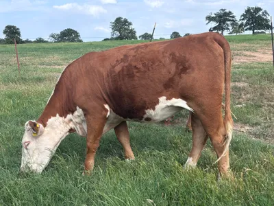cattle listing photo
