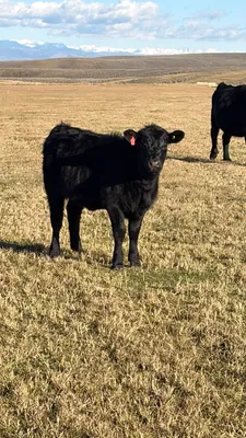 cattle listing photo