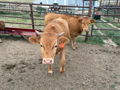 cattle listing photo