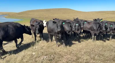 cattle listing photo