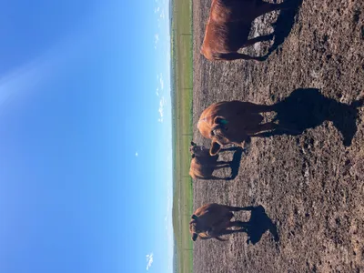 cattle listing photo