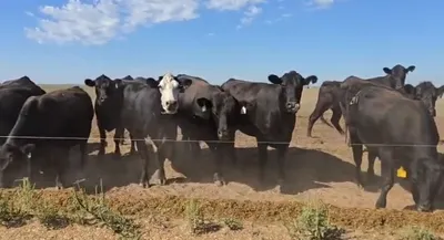 cattle listing photo