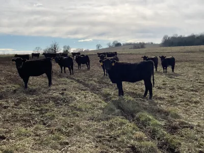 cattle listing photo