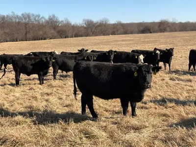 cattle listing photo