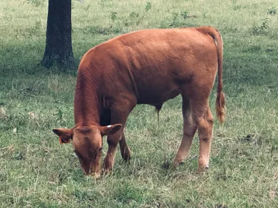 cattle listing photo