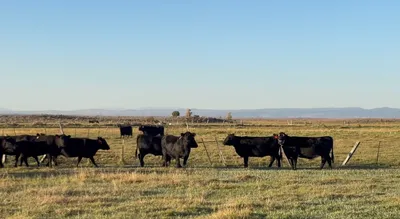 cattle listing photo
