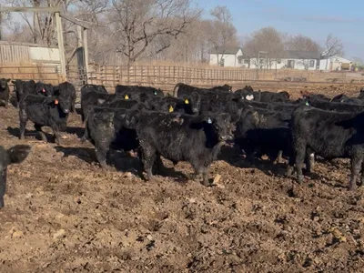 cattle listing photo