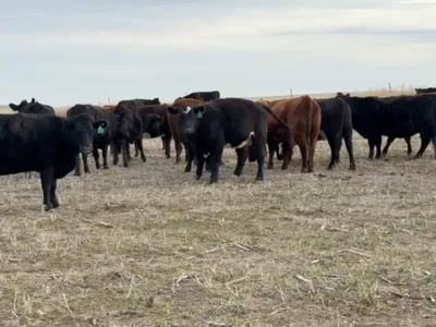 cattle listing photo