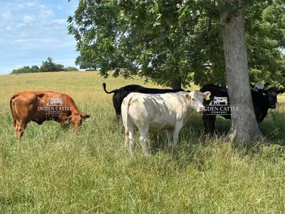 cattle listing photo