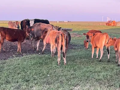 cattle listing photo