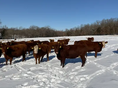 cattle listing photo