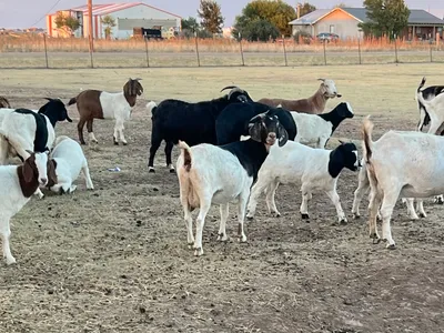 cattle listing photo