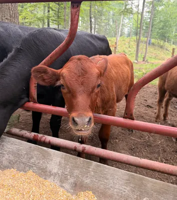 cattle listing photo