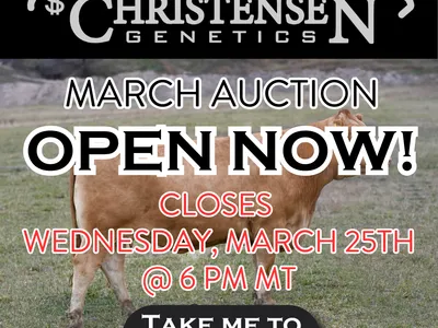 cattle listing photo