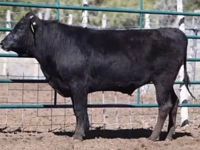 cattle listing photo