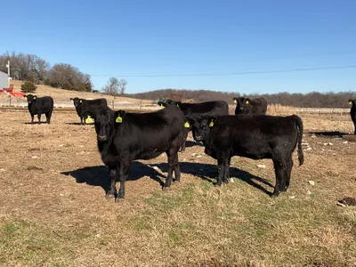 cattle listing photo