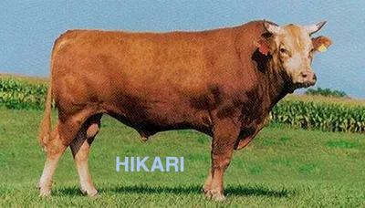 cattle listing photo