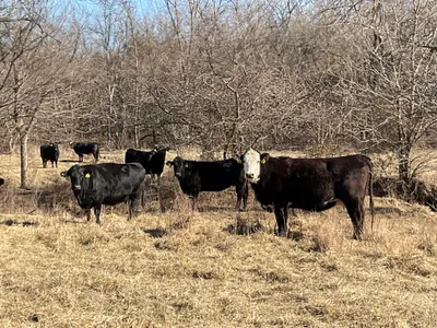 cattle listing photo