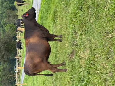 cattle listing photo
