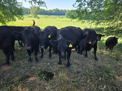 cattle listing photo