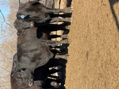 cattle listing photo