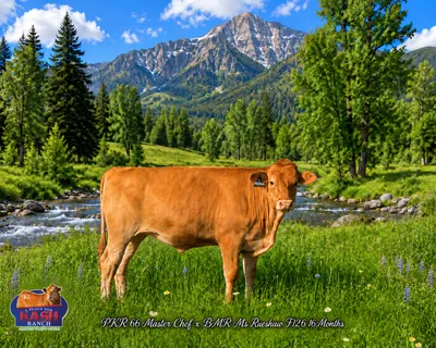 cattle listing photo