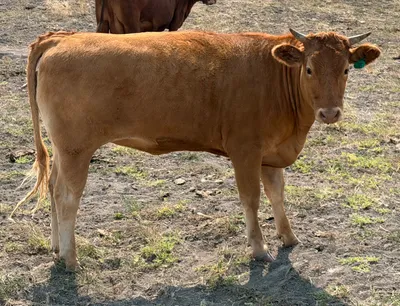 cattle listing photo
