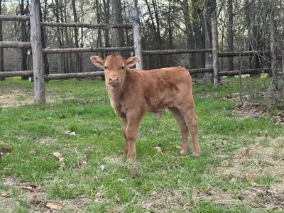 cattle listing photo