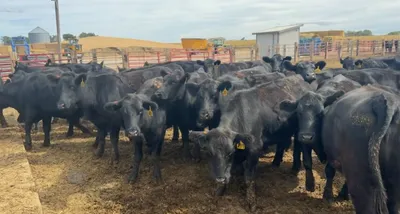 cattle listing photo
