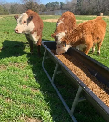 cattle listing photo