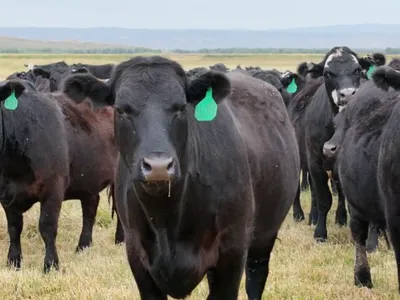 cattle listing photo