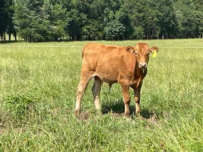 cattle listing photo