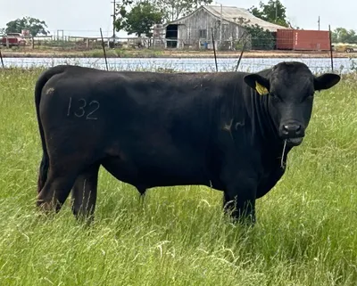 cattle listing photo
