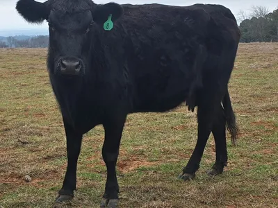 cattle listing photo