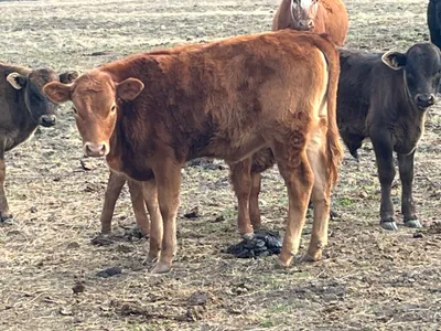 cattle listing photo