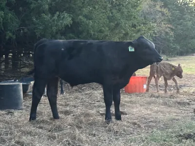 cattle listing photo