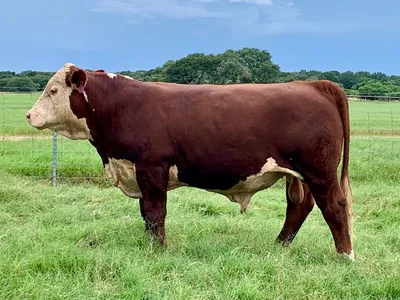 cattle listing photo